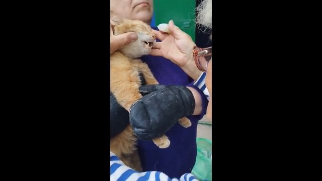 Лечение кота рыжика. смотреть онлайн