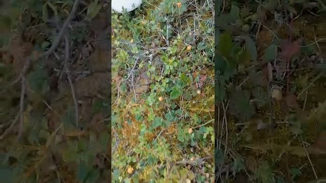 Собираю морошку на болоте смотреть онлайн