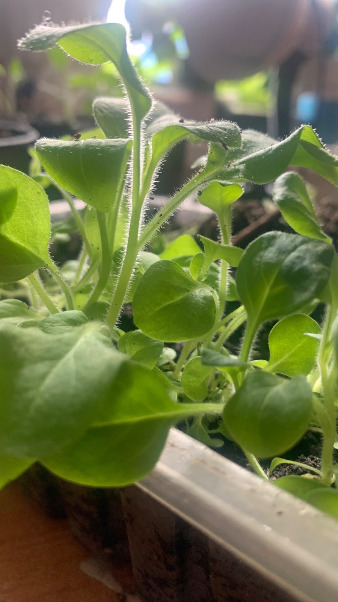 Петуния. смотреть онлайн