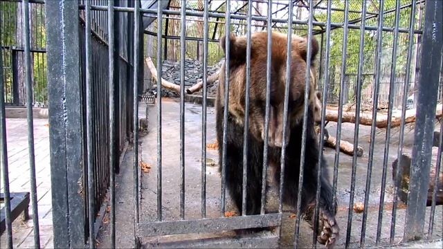 Бурые медведицы Маша и Валя. 02.10.18 г. смотреть онлайн