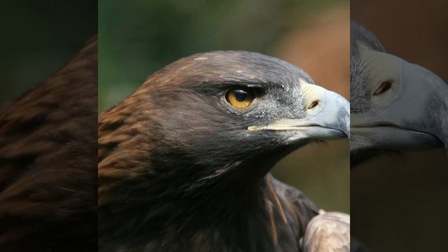 The Golden Eagle Aquila chrysaetos смотреть онлайн