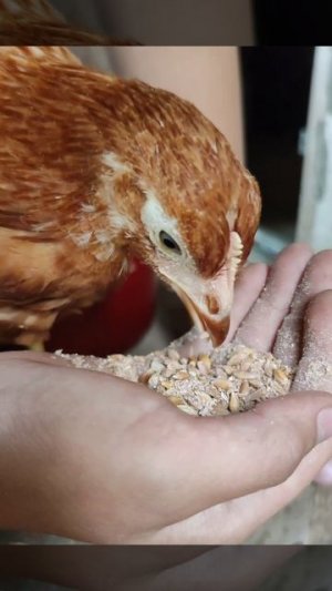 Самые ручные кроссы Ломан Браун #ломанбраун #курятникнадаче #куры #мастерhouse