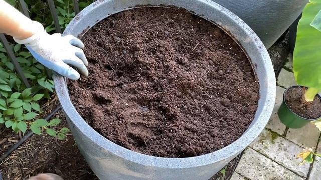 🌸 Patio Planting ~ How to Fill a Large Pot with Soil ~ Elephant Ears 🌸 смотреть онлайн