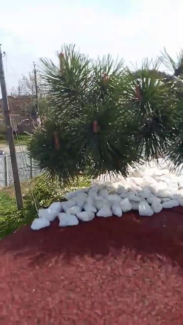 Pinus mugo pendula Veil#Tree on the roof смотреть онлайн