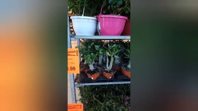 Arrivage lidl смотреть онлайн