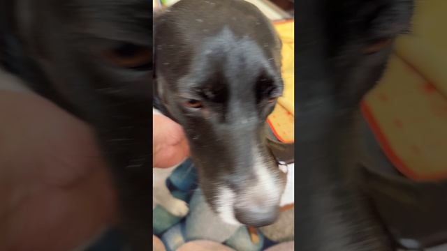 Бабушкины пироги с капустой .