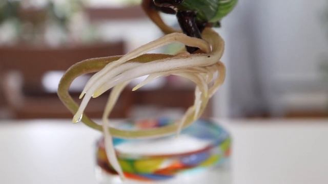 Variegated Monstera Update! | Is Sphagnum Moss Sustainable?! смотреть онлайн