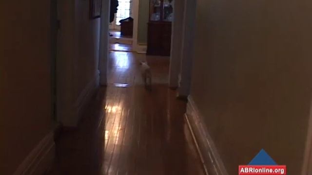 Steve Dale: Enriching the Environment for Cats смотреть онлайн