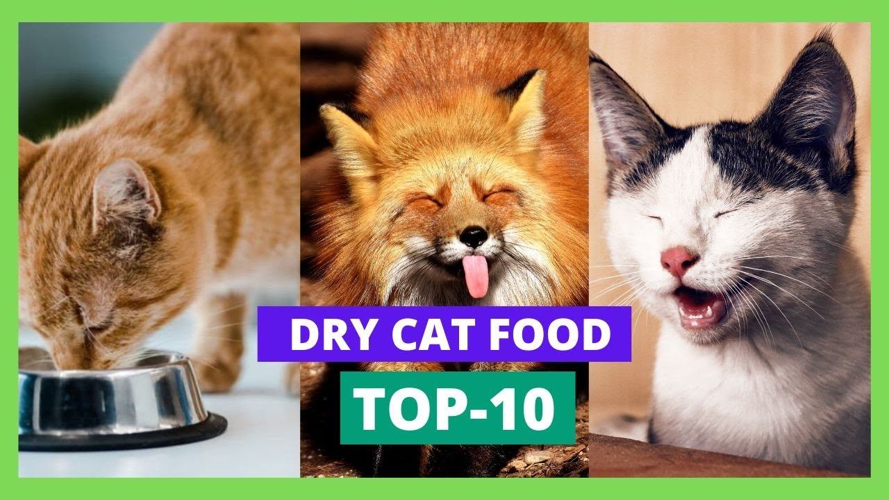 Introducing Dry Cat Food | The Solution To All Your Cat's Problems смотреть онлайн