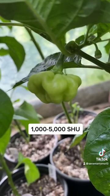 More Peppers Already! смотреть онлайн