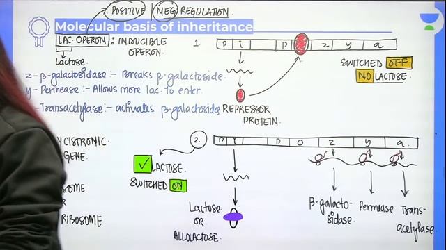 Molecular Basis of Inheritance | Gene Regulation HGP and DNA Fingerprinting | L8 | Komal Yadav смотреть онлайн