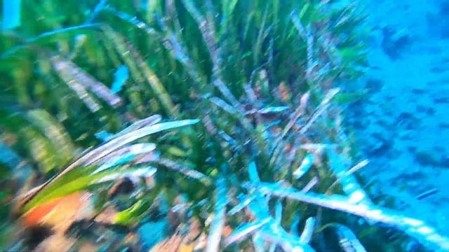2023 Ponza (November)- Punta Madonna - posidonia смотреть онлайн