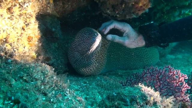 Scuba Diver handling Moray Eel, it enjoys it ..................... смотреть онлайн