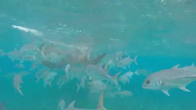 Go pro edited shark ray alley смотреть онлайн