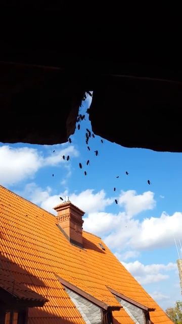 Осиное гнездо под крышей! смотреть онлайн