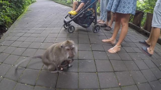 Bali 2017 смотреть онлайн