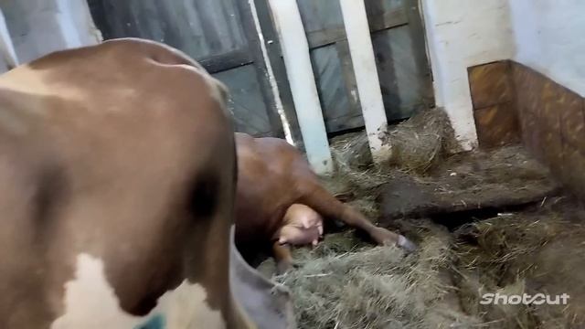 Що було в шлунку старої корови🙀Купили нову корову і кучу проблем 🤔 смотреть онлайн