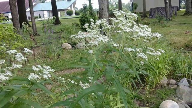 Boneset (Eupatorium Perfoliatum)