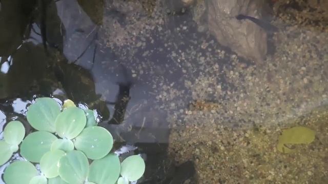 Clean up My Cement Styrofoam Guppy Fish Tank [TRIANGLE] смотреть онлайн