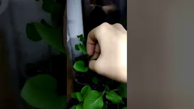 Прищипка Петуньи. Обязательно сделайте так, для пышного куста и обильного цветения. смотреть онлайн