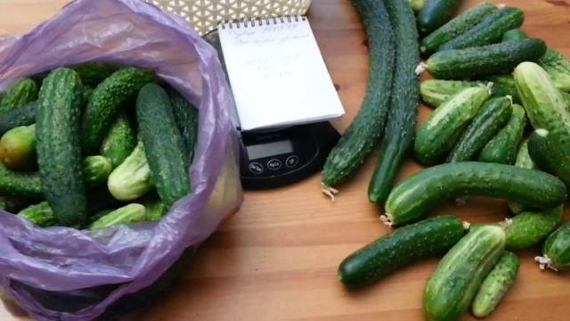154). 🌹🌹🌹Урожай Огурцов на (14.08.17)154). Cucumber harvest (14.08.17) смотреть онлайн