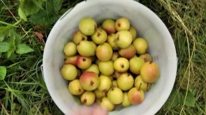 25.08.2020 Груша Рыжик