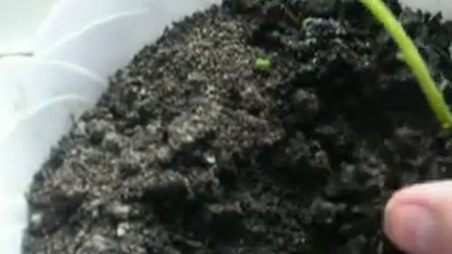 Розсада картоплі смотреть онлайн