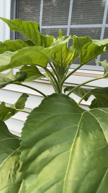 How did this giant Sunflower get here? #sunflower #flowers #gardening смотреть онлайн