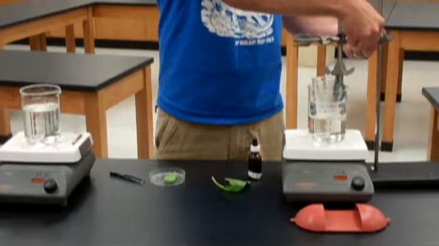 Photosynthesis Iodine Indicator Lab смотреть онлайн