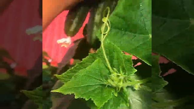 4 растения огурца этого сорта завалят урожаем даже на балконе! смотреть онлайн