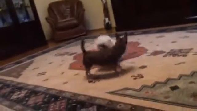 две собаки в одной комнате смотреть онлайн