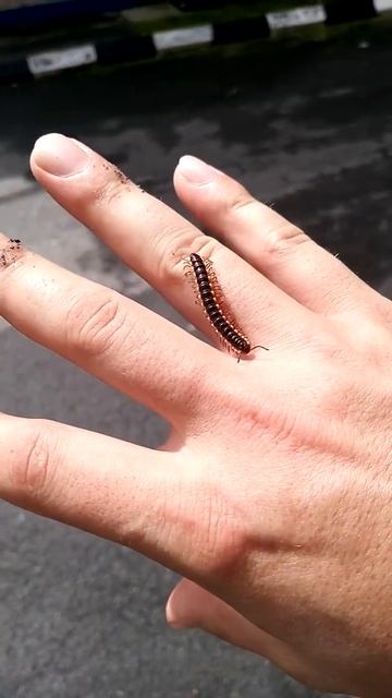 Многоножка смотреть онлайн