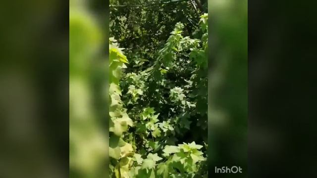 Садовая смородина 