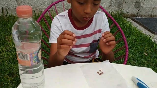 Germinar semillas de carambola смотреть онлайн