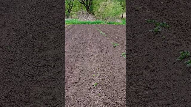 Картошка начала всходить. Пробую окучивать дисковым окучником. смотреть онлайн