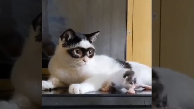 супер котик смотреть онлайн