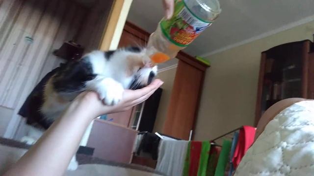 Кошка Муся пьет морковный сок смотреть онлайн