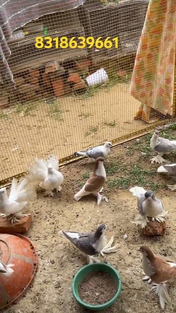 ￼ New stock all for sale😍#allpigeon #pigeon #shortvideo #princepigeon #shorts смотреть онлайн