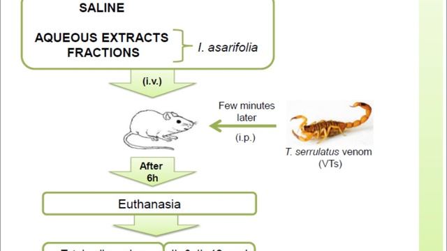 Ipomoea asarifolia neutralizes inflammation induced by Tityus serrulatus scorpion venom смотреть онлайн