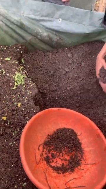 Vermiculture for vermicompost #shorts #myfirstshorts смотреть онлайн
