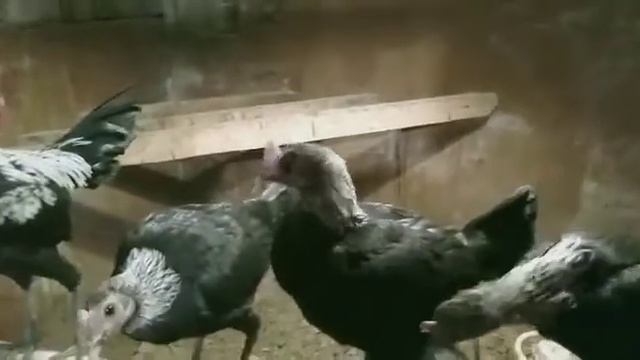 Ново английский карликовый бойцовый (Алматы, Сергей) смотреть онлайн