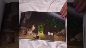 Обзор ароматической книги «Дневник кошки Баси»
