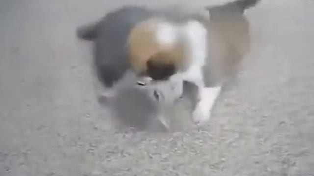 Два огромных штрашных зверя. смотреть онлайн