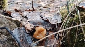 Сморчки 2024! Первые весенние грибы в марте. Где растут сморчки.