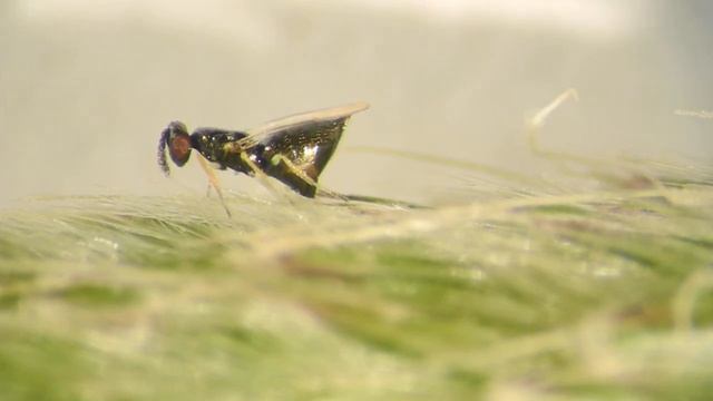 Parasitoid wasp laying eggs смотреть онлайн