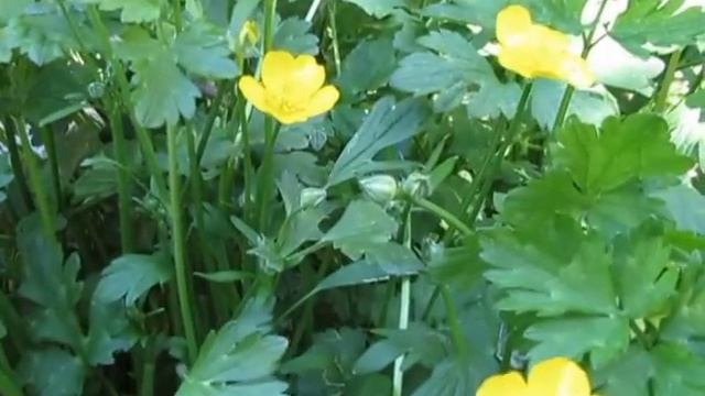 MEET THE FLOWERS - BUTTERCUP ESSENCE смотреть онлайн