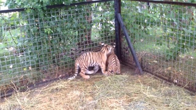 игра с тигрятами и львенком Марсель смотреть онлайн