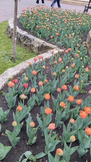 Море тюльпанов. Пятигорск. Железноводск смотреть онлайн