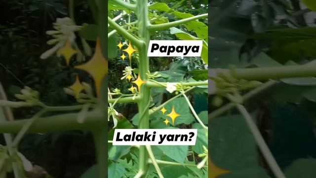 #mamita | Papaya Tree na Lalake! may chance kaya sa fruit? #paasa #fbreels #waiting #fypシ゚viral смотреть онлайн