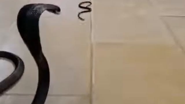 Хазрати мусо алайхи салом смотреть онлайн